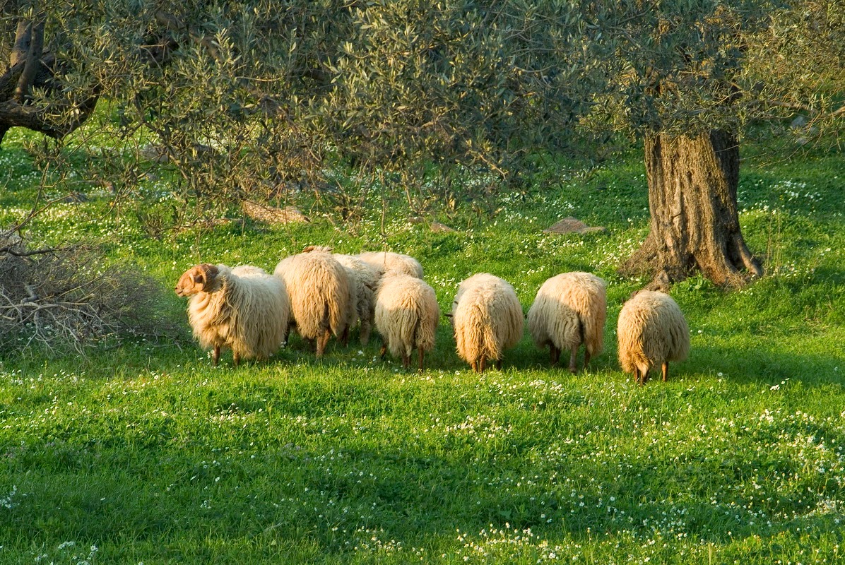 ΦΑΡΜΑ ΠΑΛΥΒΟΣ