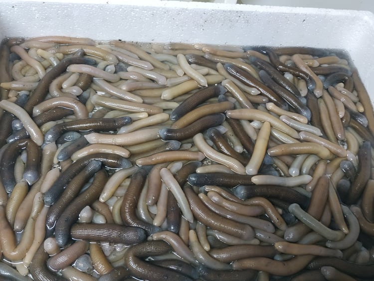 ΧΑΛΙΟΣ ΠΑΝΑΓΙΩΤΗΣ